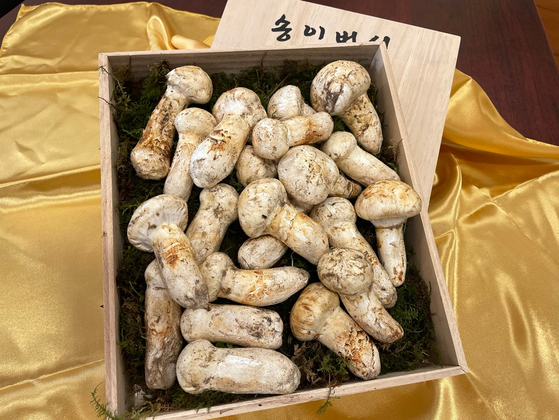 천종산삼은 12월 중순까지 오리건산 1등급 송이버섯을 판매한다. 이은영 기자 