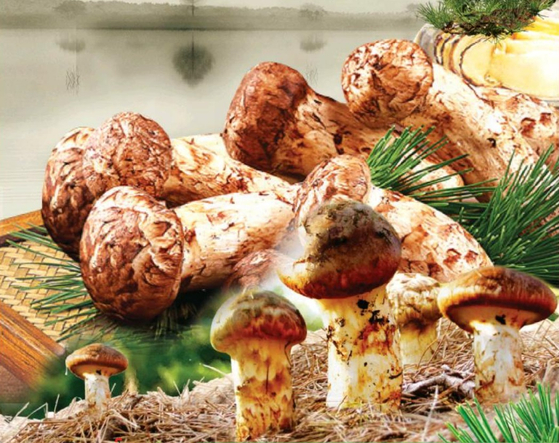 '심마니 장석훈의 천종산삼'에서는 희소가치가 높고 맛과 향이 뛰어나 '버섯의 황제'라 불리는 자연산 송이버섯을 판매하고 있다.  