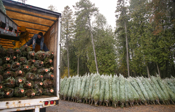 11월12일 캐나다 퀘백주의 다우니 트리 농장에서 포장된 크리스마스 트리를 트럭에 싣고 있다. 이 농장에서 재배된 트리 중 95%는 미국으로 운송된다. 사진 / 로이터