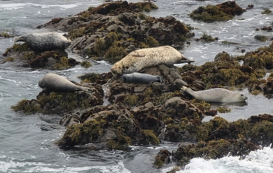 해안 바위 위에서 한가로운 시간을 보내는 바다사자들.