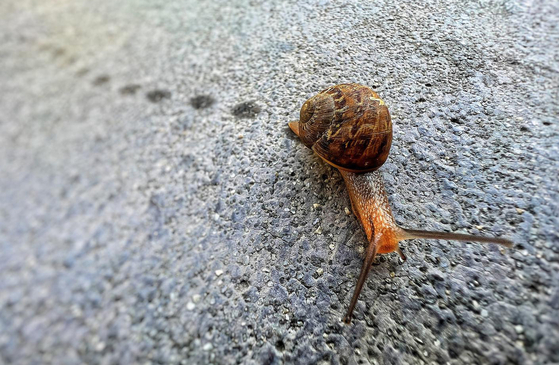 아침 출근길의 달팽이