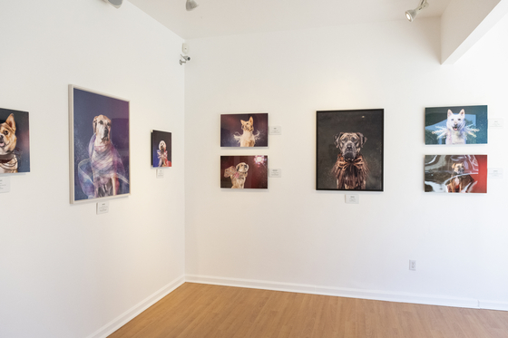 웨스트 할리우드 지역 해밀턴 셀웨이파인아트는 지난 8일 동안(6월 2~9일) ‘개고기 거래에서 생존한 개들의 초상 사진전(The Survivors of the dog meat trade portrait series)’ 전시회를 개최했다.