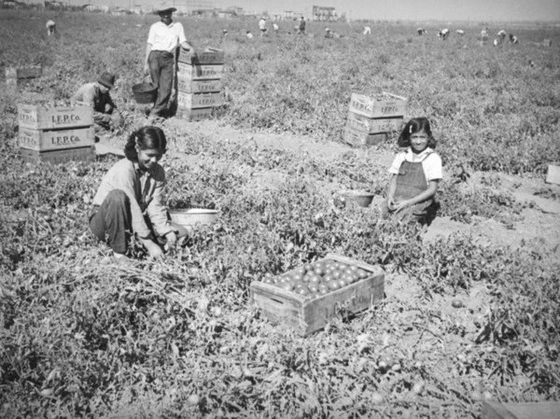1937년도에 촬영한 사진으로 샌퍼낸도 밸리의 농장에서 이민자 가족들이 토마토를 따고 있는 모습. [LA시도서관 자료실] 