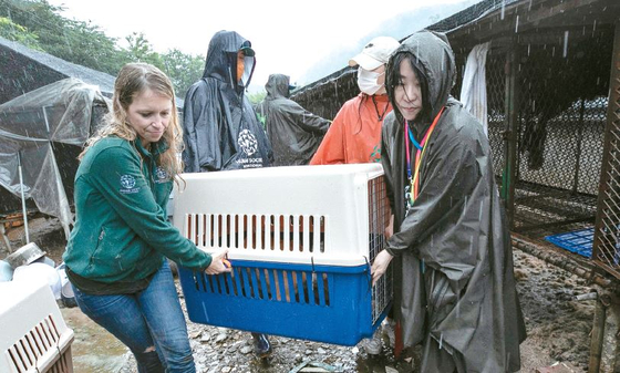 초복을 앞둔 지난 13일(한국시각) 경기도 안산의 한 개농장에서는 도축 직전에 있던 개 21마리가 구조됐다. 휴메인 소사이어티 인터내셔널 구조팀 관계자들이 비가 내리는 가운데 개를 구출하고 있다.  [휴메인 소사이어티 제공]