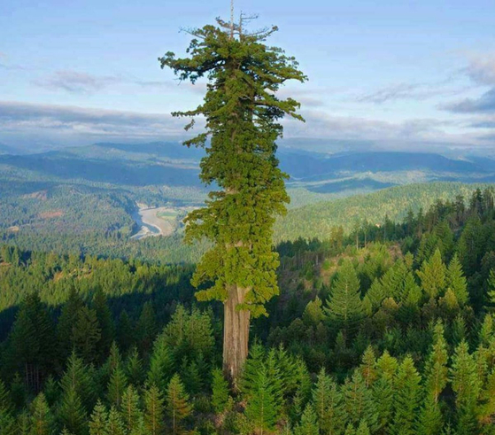 세계에서 가장 큰 나무 