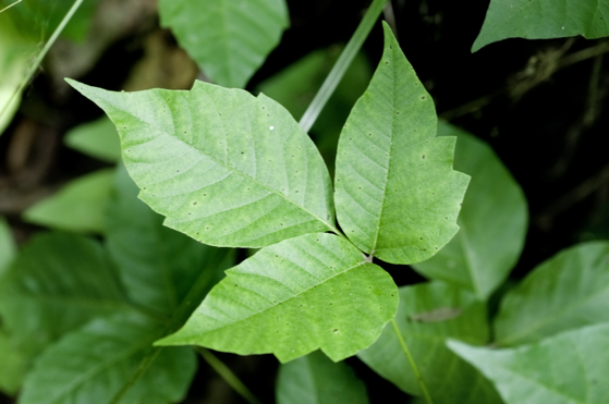 포이즌 아이비는 일반적으로 잎사귀가 세 개 달려있다. [출처 셔터스톡]
