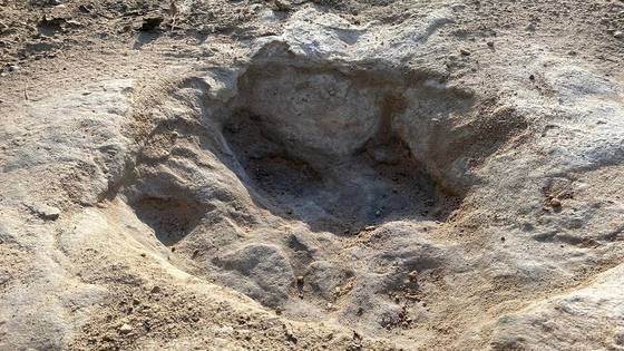 텍사스 공룡 공원에서 발견된 1억 년 전 공룡 발자국 (Dinosaur Valley State Park)