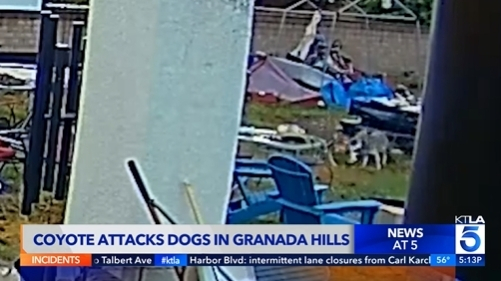 그라나다 힐스의 한 주택 뒷마당에 11일 오전 코요테가 침입해 치와와 2마리를 물어죽이는 사건이 발생했다.