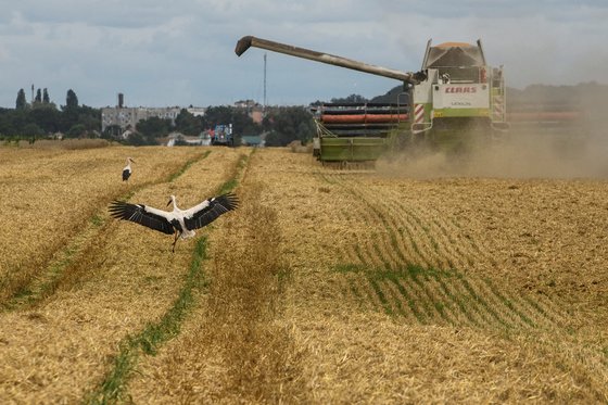 우크라이나의 밀 수확 현장. 로이터=연합뉴스