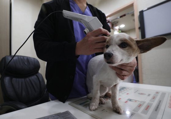 서울시 종로구의 한 동물병원에서 반려견이 진료를 받고 있다. 뉴스1