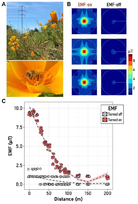 전자기장(EMF)이 꿀벌에 미치는 영향을 파악하는 실험. (A)꿀벌과 송전탑, 그리고 금영화(캘리포니아양귀비). (B)전류가 흐르는 송전탑과 전류가 흐르지 않는 송전탑의 전자기장. (C) 송전탑으로부터의 거리에 따른 전자기장의 세기(회색은 전류가 흐르지 않는 송전탑). [자료: Science Advances, 2023]