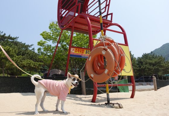 경남 거제시가 7월 남부면 명사해수욕장 일부 구역을 반려동물 전용 해수욕장으로 개장한다. 사진 거제시