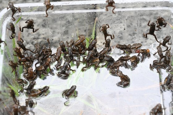 새 보금자리를 찾으러 가다가 길을 잃은 울산 중구 새끼 두꺼비들. 사진 울산 중구청