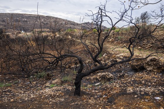 지난달 25일(현지시간) 이스라엘과 접한 알마 알샤브 국경 마을에서 이스라엘의 백린탄으로 추정되는 공격으로 불에 탄 나무들이 보인다. AP=연합뉴스