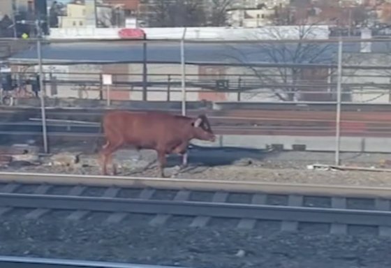 14일(현지시간) 미국 뉴저지주에서 선로에 황소 한 마리가 진입해 약 45분간 열차 운행이 지연됐다. 이 황소가 어디서 왔는지는 아직 밝혀지지 않았다. 사진 ABC 뉴스