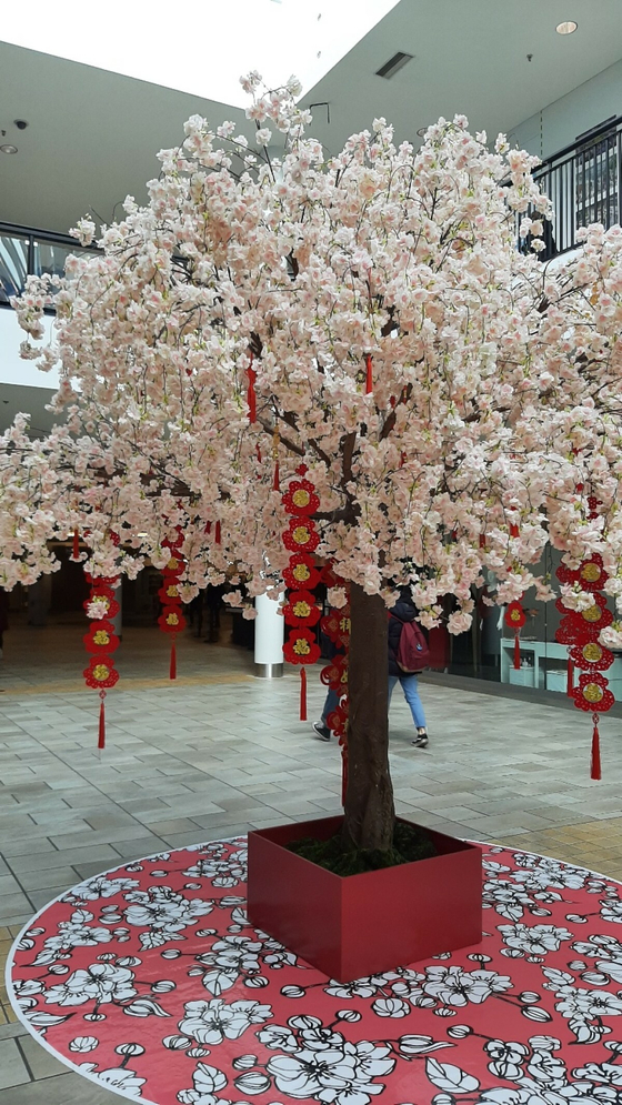 작년 한인타운과 가까이 있는 로히드몰의 설날 장식물이 일본풍의 벚꽃에 중국풍 장식으로 세워져 있었다. (표영태 기자)
