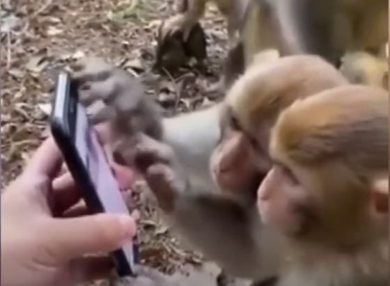 [영상] 검지로 화면 '쓱'…스마트폰서 눈 못 떼는 원숭이들