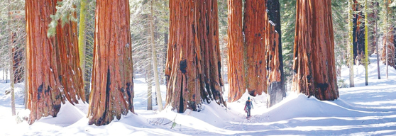 겨울숲 정취를 제대로 즐길 수 있는 세코야/킹스캐년 국립공원에서는 천천히 걷고 산책하는 것만으로도 번잡한 일상을 잠시 내려놓고 휴식을 취할 수 있다. [visitsequoia.com 캡처]