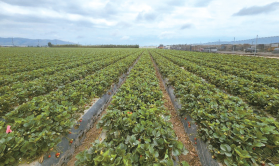 한국과 미국은 딸기 재배 방식이 다르다. 전형적인 미국 딸기 농장인데 땅에서 키우는 전통적인 토양재배 방식이다.