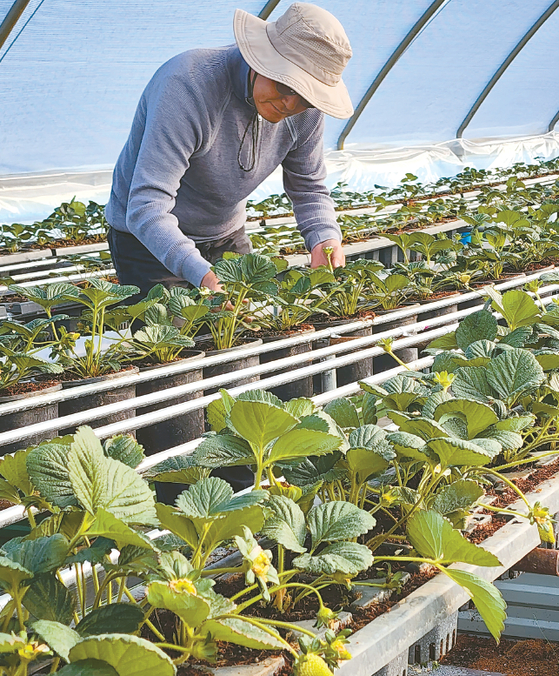필자가 운영중인 옥스나드의 농장도 한국 재배법을 도입했다.