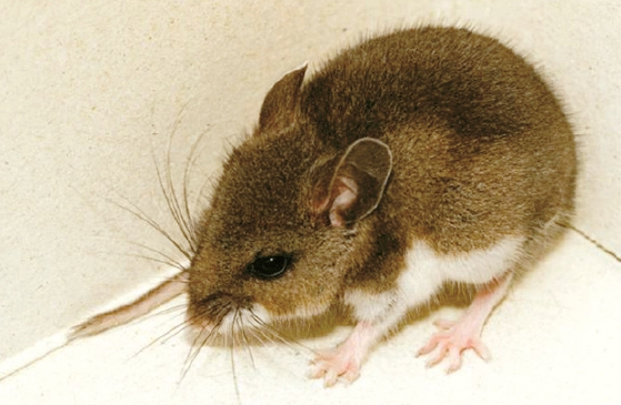 감염될 경우 치명적 일수 있는 한타 바이러스에 감염된 야생쥐가 올해 처음 발견됐다. [카운티뉴스센터 웹사이트 캡처]
