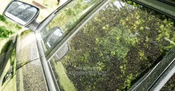 애틀랜타 도로변에 주차된 차량에 꽃가루가 수북히 쌓여 있는 모습. 사진 / 애틀랜타중앙일보