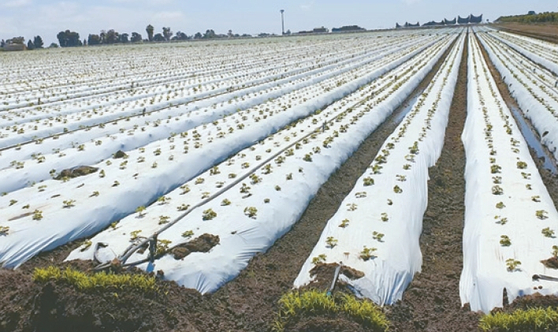 미국에서 처음 본 옥스나드의 딸기 농장 전경.
