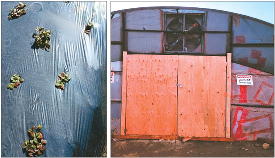 왼쪽은 냉해를 입은 미국 농장의 노지 딸기들. 폭우를 맞으며 급히 나무로 만든 비닐하우스 문.