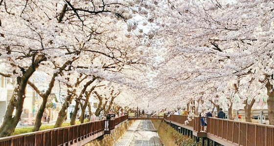 봄의 전령사 벚꽃이 만개한 진해 여좌천 벚꽃 터널. [US아주투어 제공]