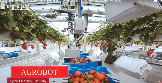 딸기채취 로봇을 설치한 첨단 스마트팜. [로이터·유튜브]
