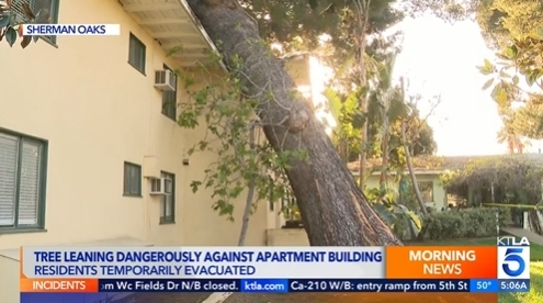남가주에 3일 강풍이 몰아치면서 곳곳에서 대형 나무가 쓰러지는 피해가 발생했다. 셔먼 옥스에서는 아파트 건물로 나무가 쓰러져 주민들에게 강제 대피령이 내려졌다. [KTLA5 뉴스]