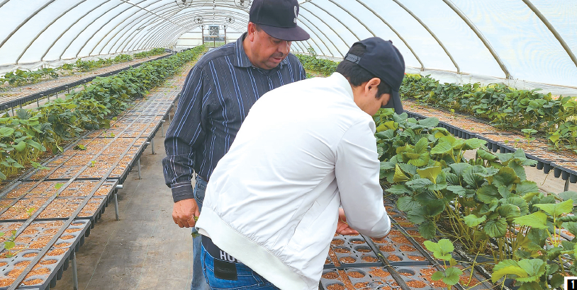 한국에서 3주간 딸기농사 유학을 마치고 돌아온 앙헬(오른쪽)이 옥스나드 농장에서 동료 호세에게 한국의 재배 방식으로 러너를 꽂는 방법을 보여주고 있다.