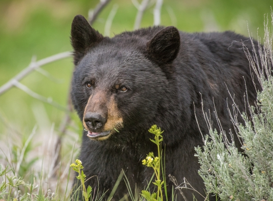 캐스테익 지역 5번 프리웨이에서 22일 늦은 밤 대형 흑곰이 나타났다 지나가는 차량에 잇달아 치여 죽는 사고가 발생했다. 사진은 자료사진이다. [가주 수렵야생국 제공]