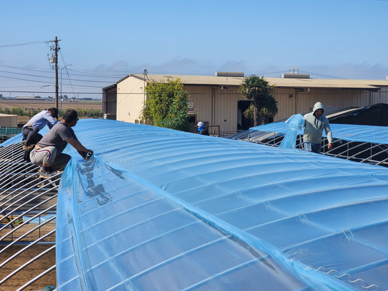 그린하우스 완공이 강풍 때문에 지연되고 있다. 지붕에 비닐을 씌우는 작업이 한창이다.