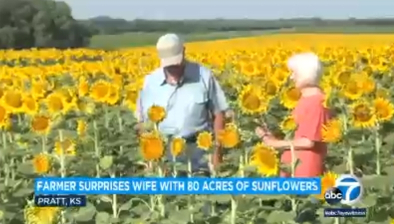 결혼 50주년을 의미있게 기념하고픈 남편이 80에이커에 달하는 밭을 아내가 가장 좋아하는 꽃인 해바라기로 가득 채워 선물해 화제가 되고 있다. [ABC7 뉴스]