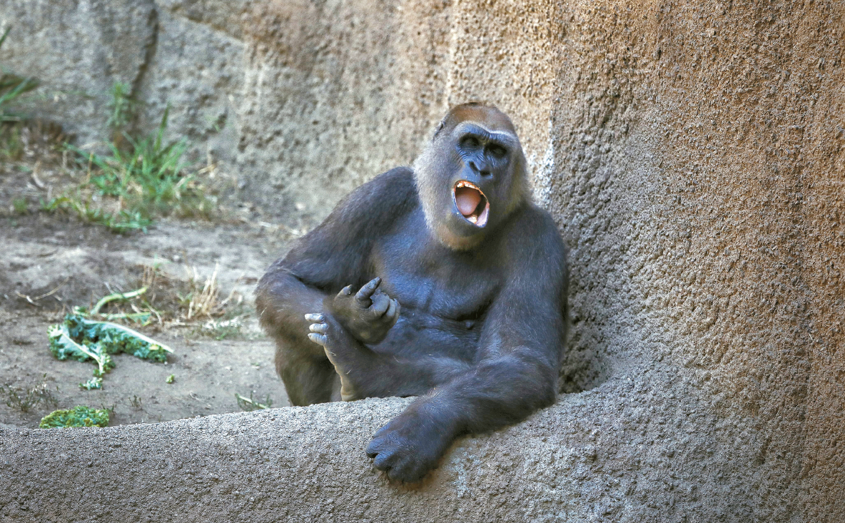 [김상진 기자의 포토 르포] 침팬지가 웃는 까닭은?