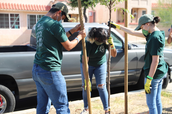 자원봉사자들이 LA한인타운에서 나무를 심고 있다.[KYCC 제공]