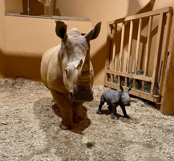 갓 태어난 아기 흰코뿔소와 그 어미 키아지(왼쪽). [애틀랜타 동물원 페이스북]