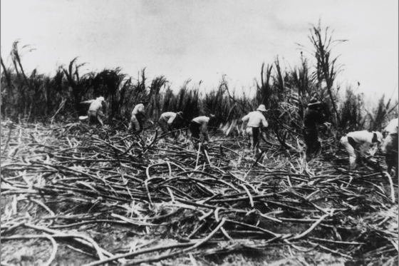 1900년대 초반 최초의 한인 교회인 그리스도 연합감리교회 소속 신자들이 하와이 사탕수수 농장에서 일을 하고 있는 모습. [그리스도연합감리교회 제공]