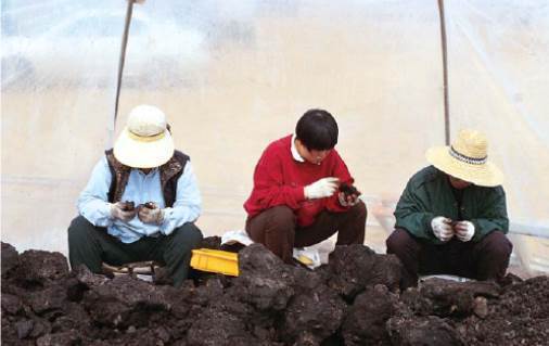 1998년 2월 소로리 구석기 유적에서 파낸 흙 덩어리에서 충북대 조사단이 볍씨를 찾고 있다. 사진 한국선사문화연구원