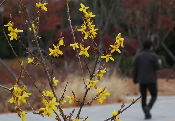지난 달 13일 국회에 봄에 개화하는 노란 개나리가 피어있다. 연합뉴스