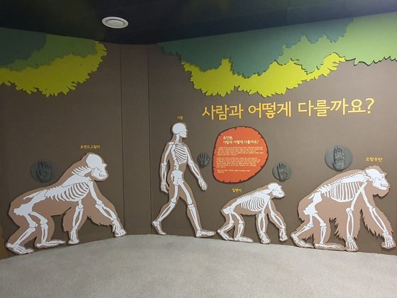 6개월간의 단장을 마치고 29일 개관을 앞둔 서울대공원 유인원관. 관람 환경을 개선하는 동시에 이곳에서 사는 동물들이 더 쾌적하게 거주할 수 있도록 여러 시설들을 개선했다. 사진 서울대공원