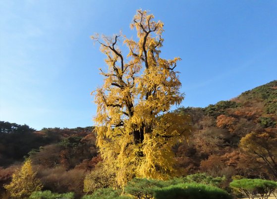 경기도 양평군 용문사에는 동양 최대 크기로 알려진 은행나무가 살고 있다. 천연기념물로 지정됐다. 김홍준 기자