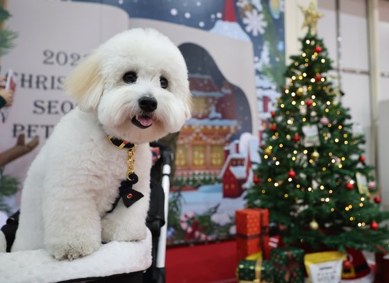 지난해 12월 15일 서울 강남구 세텍(SETEC)에서 크리스마스 서울펫쇼가 열리고 있다. 연합뉴스
