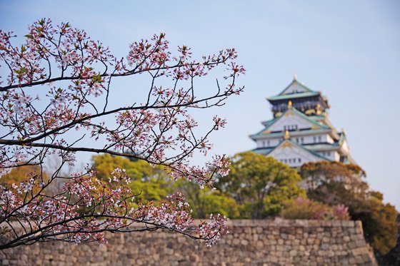 일본 가면 벚꽃 보러 '이 곳' 가는데…입장료 2배 오른다