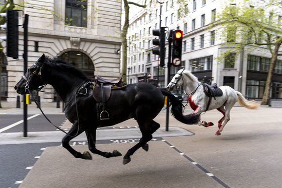 24일(현지시간) 영국 런던 도심 올드위치 인근 거리를 영국 근위대의 말 2마리가 달리고 있다. AP=연합뉴스