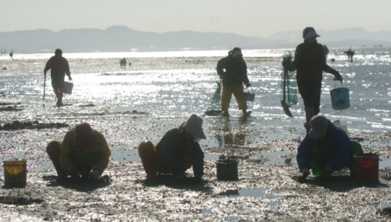 전남 함평군 손불면 앞바닷가 뻘에서 주민들이 호미와 삽을 이용해 수산물을 잡고 있다.