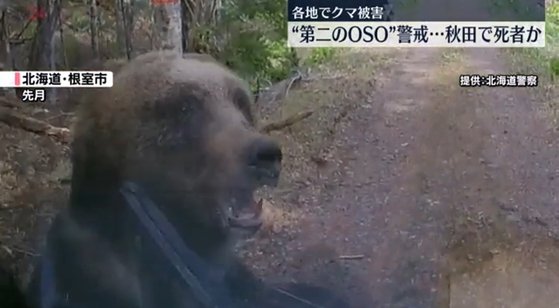 지난 4월, 홋카이도 네무로시의 한 산길에서 소형 트럭을 공격하는 불곰. 사진 홋카이도경찰