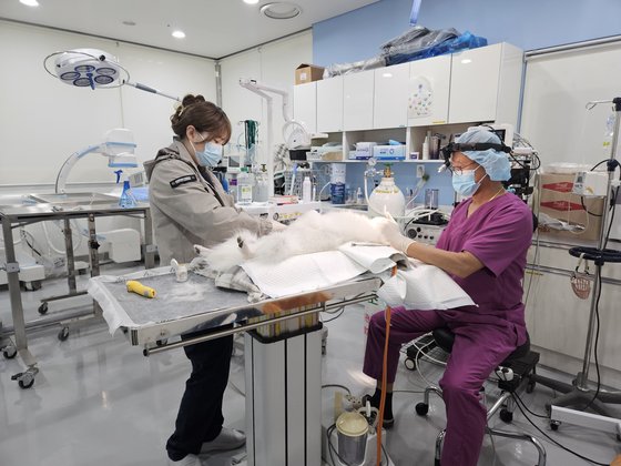 Hospital within the Seoul Animal Welfare Support Center in Sangam-dong. An abandoned dog under protection is receiving treatment. Reporter Lee Soo-min