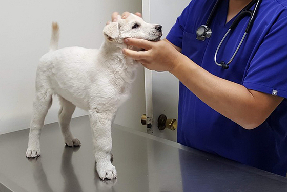반려동물 병원비 부담이 크게 커진 것으로 나타났다. 한 동물병원에서 수의사가 강아지를 살펴보고 있다. 박낙희 기자